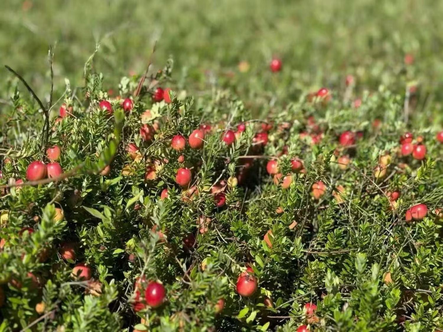 1762254077305010.jpg 4(1).jpg