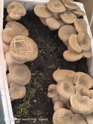 黄河千年清一回