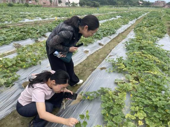 华南农业大学科技特派员团队赴太平镇，助力金门村香瓜“舒困”