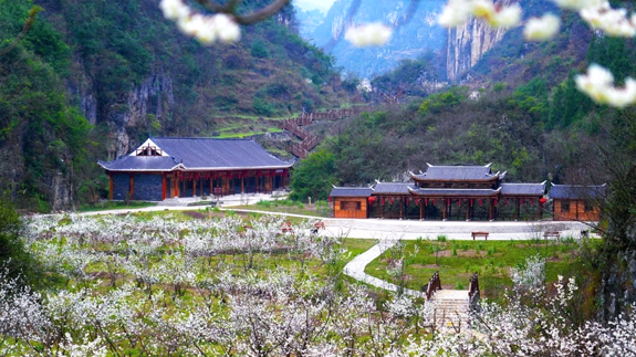 三万亩樱桃花开，九洞天邀全民拍春——短视频大赛启动