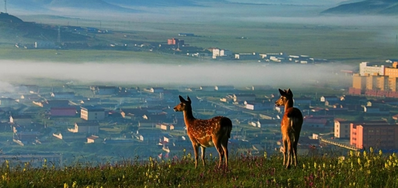 高原之心 万物共生  纪录片《Wild Zoige: Heart of the Highlands》登陆Discovery  全景呈现若尔盖生态与人文传奇